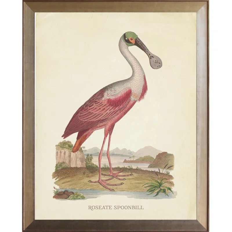 Highland Dunes 'Roseate Spoonbill with Head' Framed Graphic Art Print | Wayfair | Wayfair North America