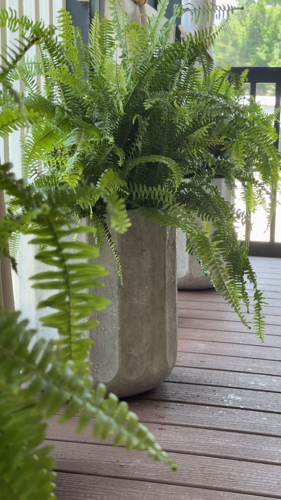 Repotting my ferns

#LTKootd #LTKdayinmylife