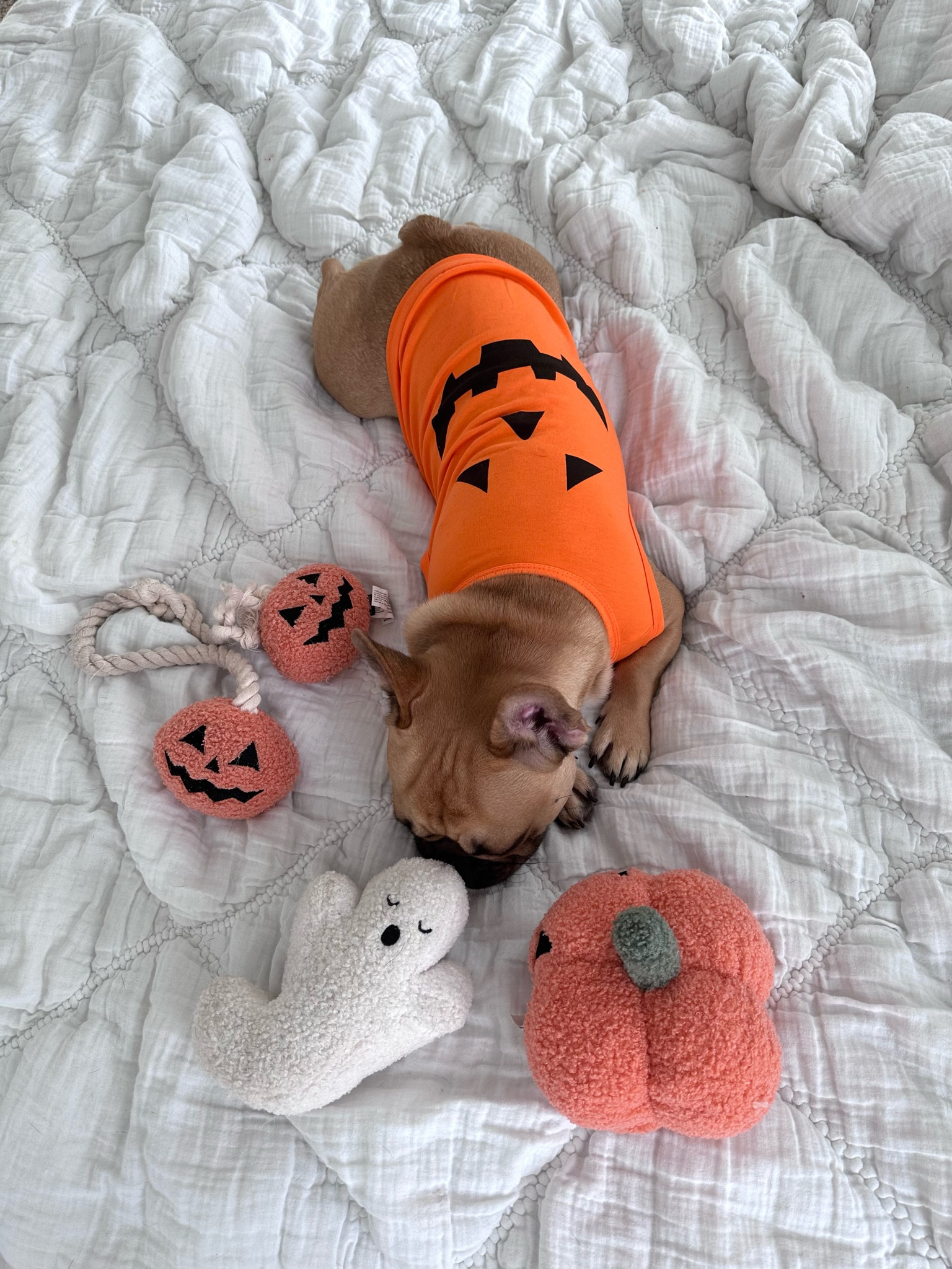 Affordable fall/Halloween pet finds🧡

Pumpkin season. Dog clothes. Dog finds. Pet finds. Amazon pets. Amazon finds. Pet essentials. Dog toys. Dog mom. French bulldog  

#LTKhome #LTKHalloween #LTKSeasonal