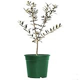 American Plant Exchange Arbequina Olive Tree Live Plant, 6" Pot, Delectable Fruit | Amazon (US)