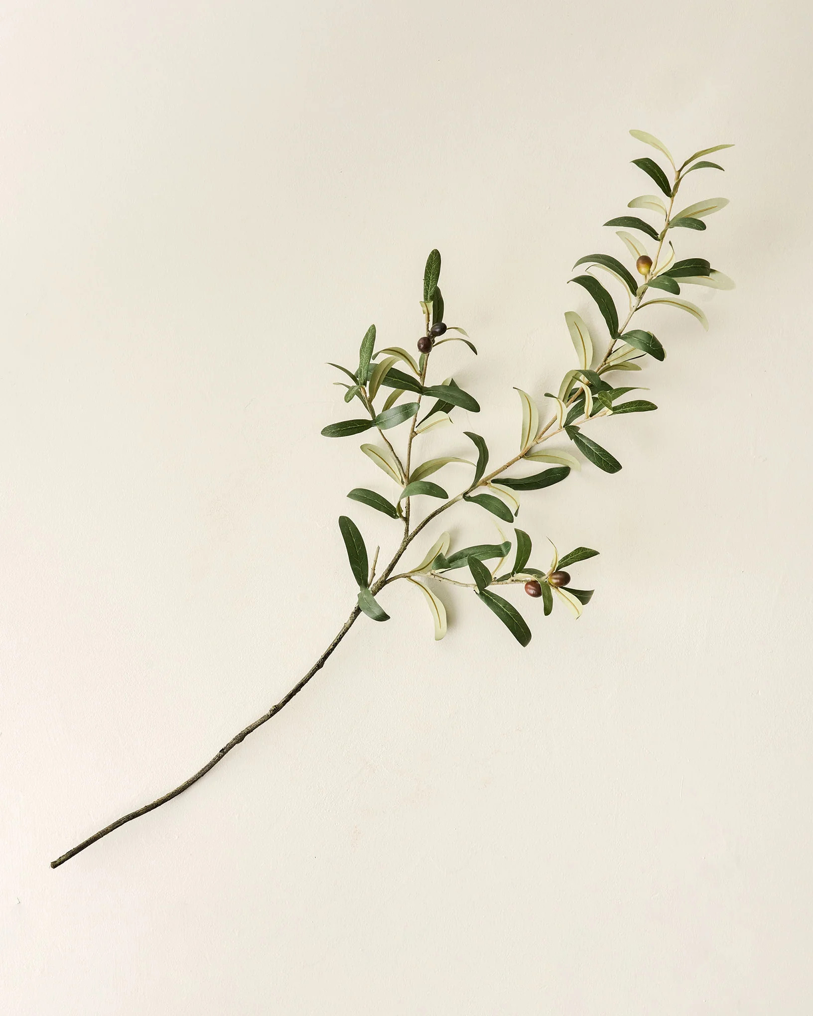 Olive Leaf Stem | Magnolia