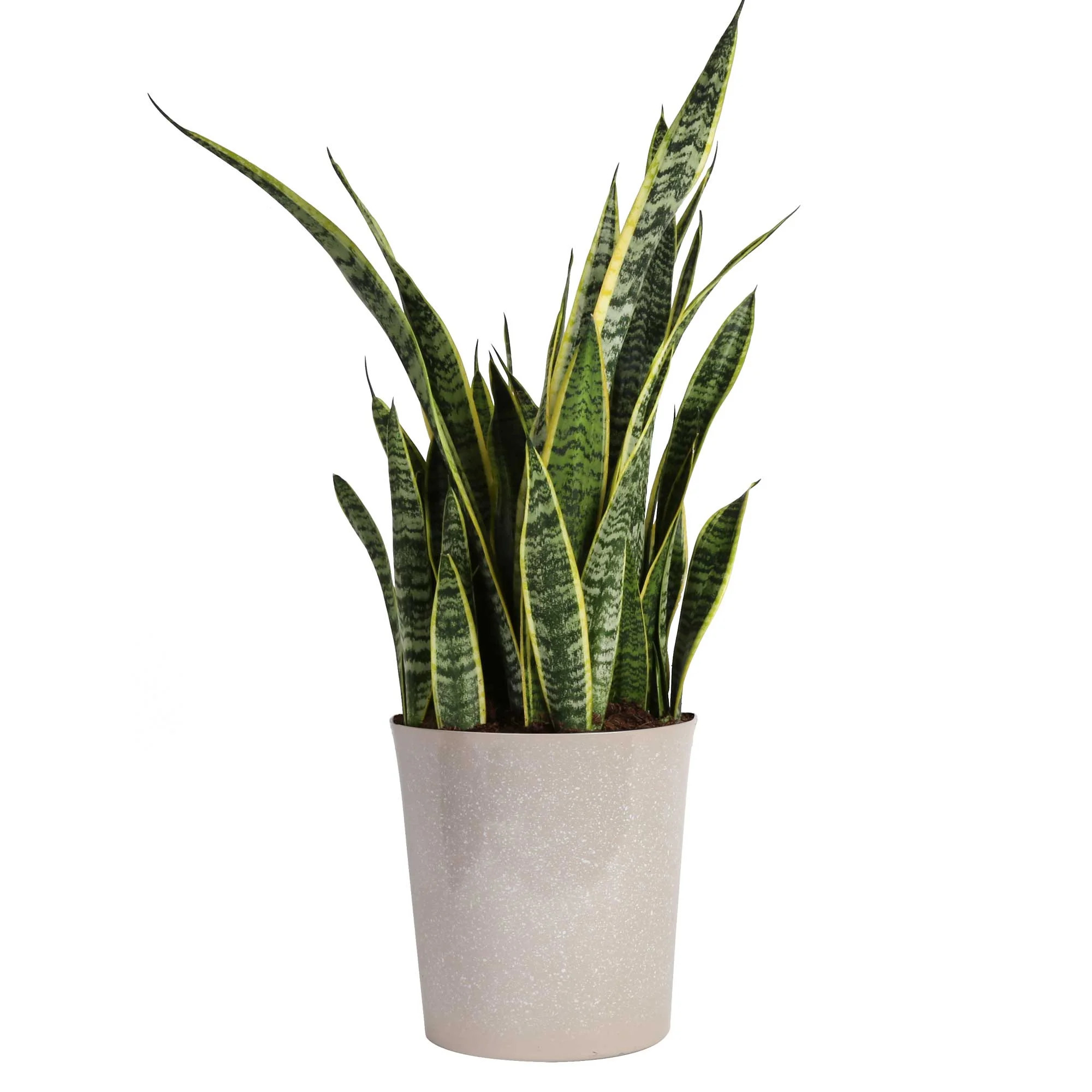 Costa Farms 28-42" Tall Snake Plant Laurentii Bright Indirect Sunlight, Indoor Live House Plants | Walmart (US)