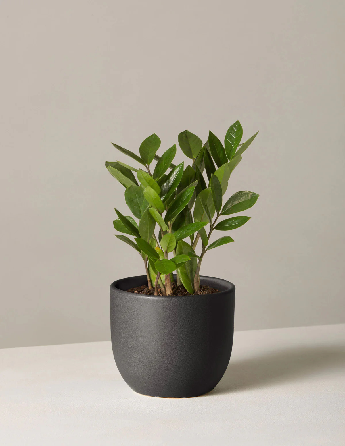ZZ Plant | Low Light Plants & Houseplants Delivery | The Sill | The Sill
