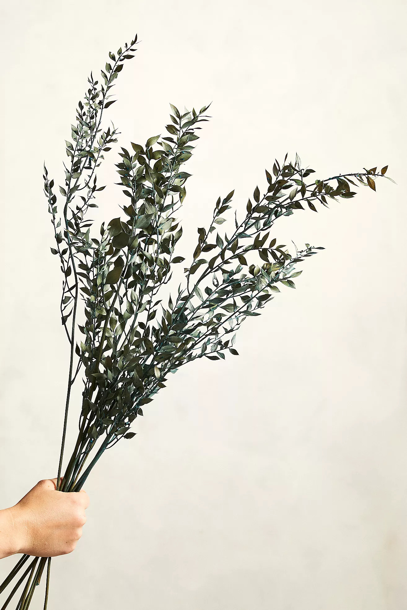 Preserved Ruscus Bunch | Anthropologie (US)