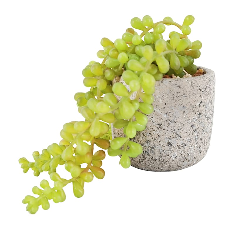Succulents in Cement Pot, 4" | At Home