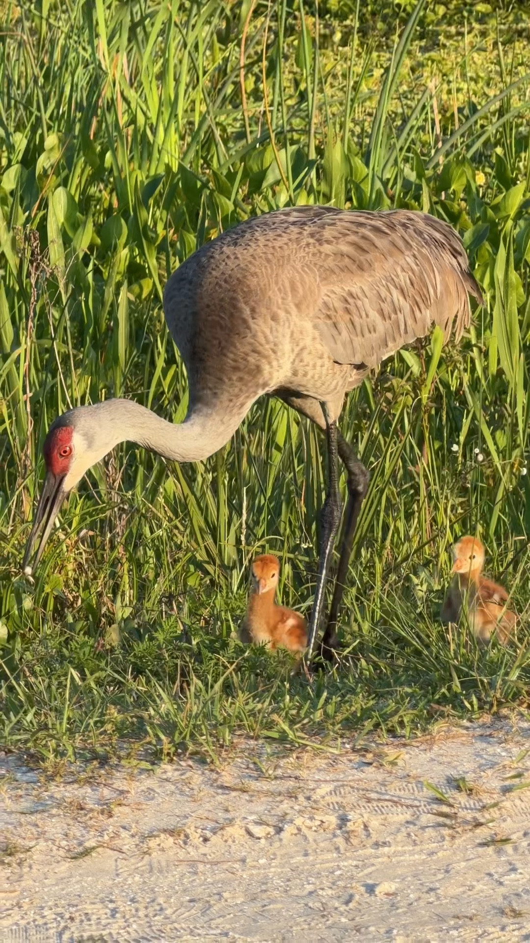 Happy spring! 🌼 Flew to Florida for the weekend, and seeing these baby sandhill crane colts at Orlando Wetlands Park was definitely a highlight. 🐣 These fluffy little chicks were already walking around and staying close to their parents—such a sweet wildlife moment to witness! 🫶🏻 #TravelDiaries #Birdwatching #BabyBirds

#LTKvlog #LTKSeasonal #LTKTravel