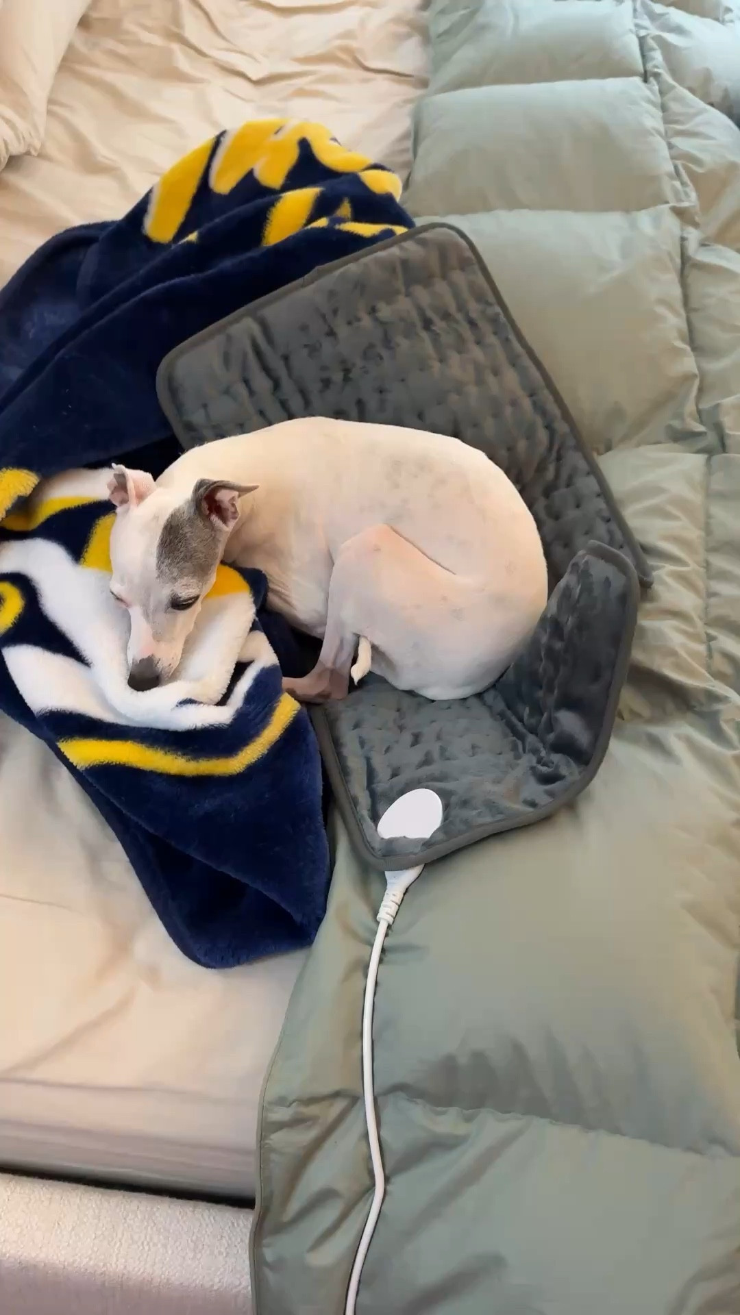 When you find a heating pad so soft that your dog takes it from you… 🤣🤣🤣

#LTKdayinmylife #LTKselfcare #LTKvlog