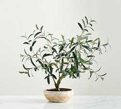 Faux Potted Olive Houseplant | Pottery Barn (US)