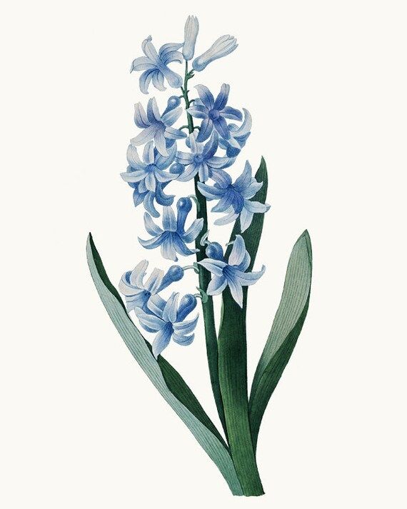 Read the full title
    Blue Hyacinth Clipart, P.J. Redoute Vintage Illustration, Printable, Comm... | Etsy (US)