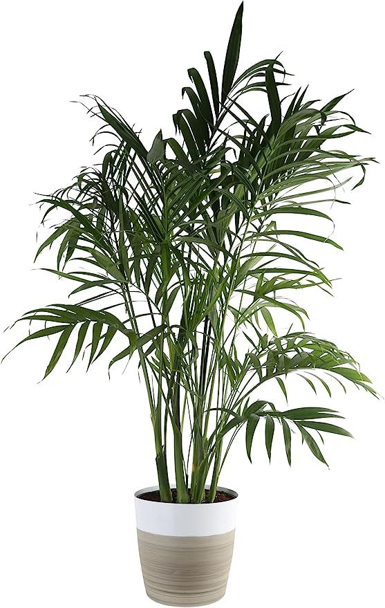 Costa Farms Cat Cataractarum Indoor Palm Tree Décor Planter, 3-Foot, White-Natural, Model:Cat Pa... | Amazon (US)