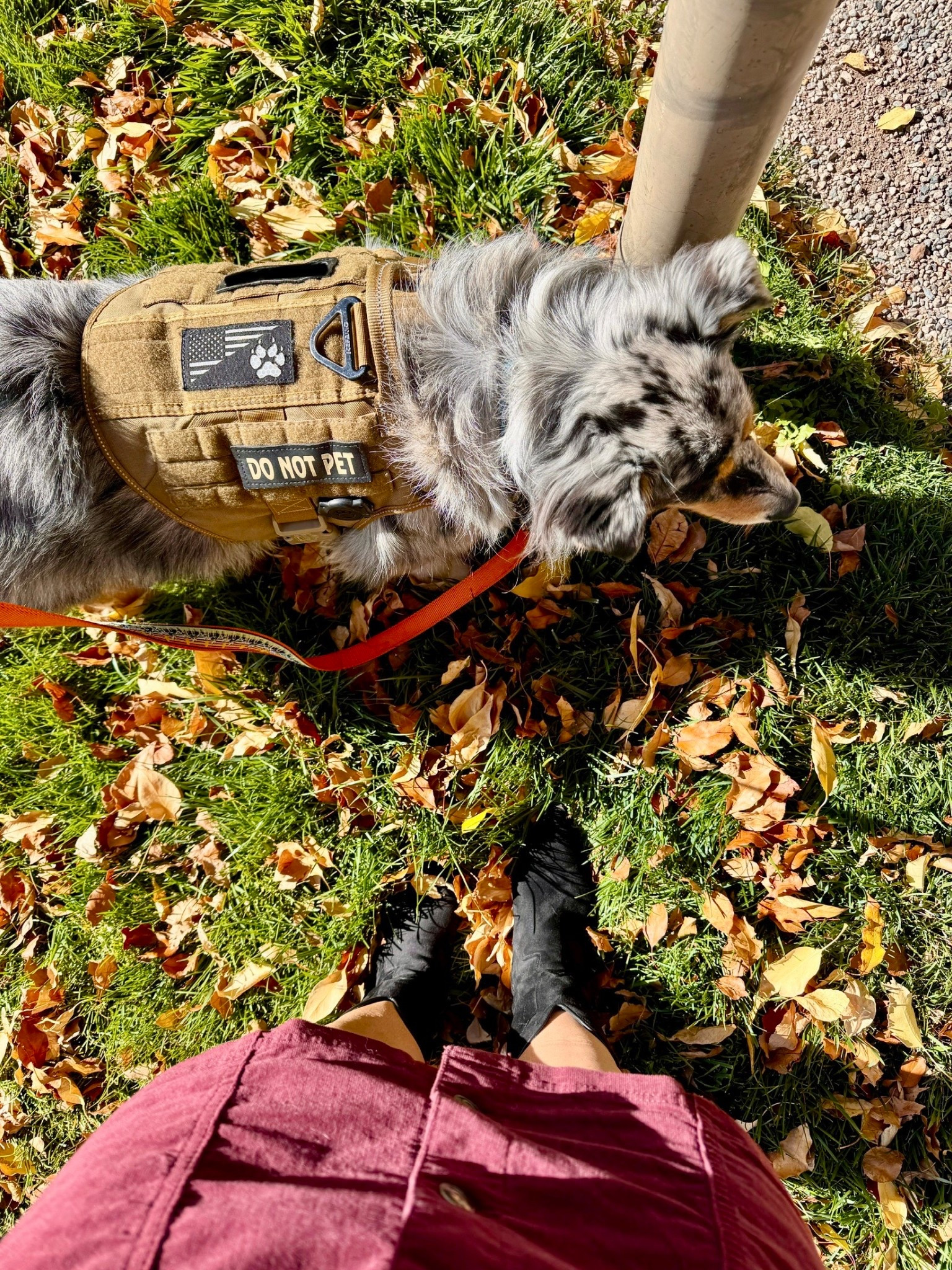 Aspen’s harness & leash. 

We use this to help secure her in vehicles while traveling + while we’re in crowded situations. 
The Velcro “Do Not Pet” helps protect her from people rushing up wanting to pet her  

Also linking a few other must haves when traveling with Aspen & favorite home items 

#rachealbrush dog harness, dog boots, sound machine, pet vacuum, pet groomer, collar light, waterproof AirTag case, paw cream, collapsible dog bowls, 

#LTKFindsUnder50 #LTKTravel #LTKPets