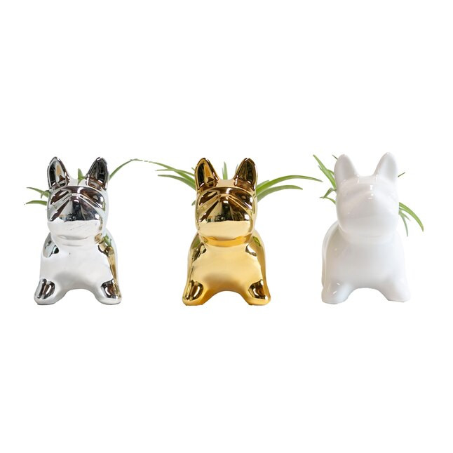 LiveTrends Tillandsia in Planter (L21596) Lowes.com | Lowe's