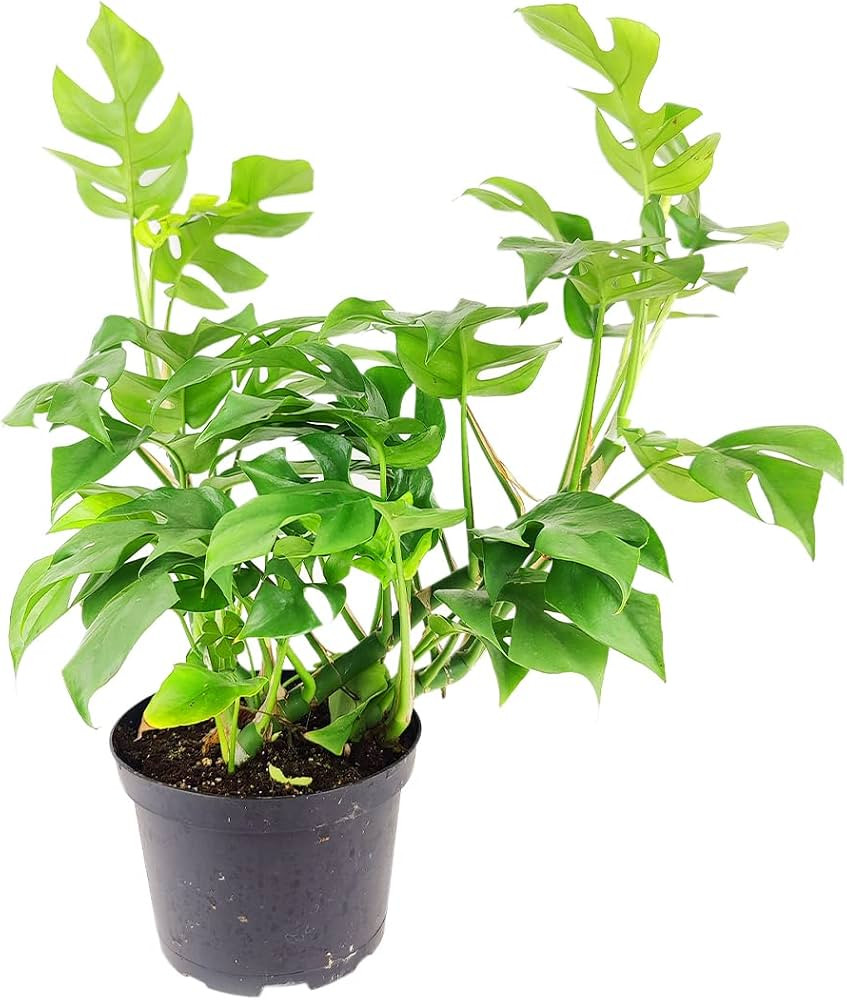 Rhaphidophora Tetrasperma - Monstera Minima (6" Terracotta Pot) - Air-Purifying Houseplant with W... | Amazon (US)