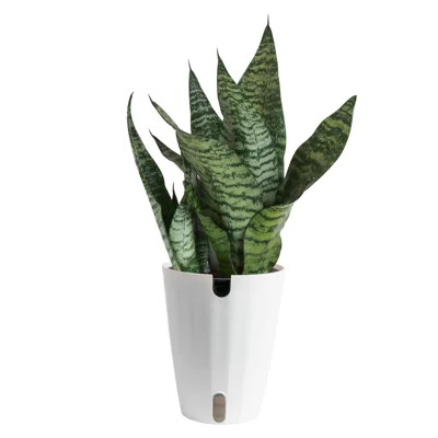 Costa Farms Indoor Snake Plant Sansevieria Zeylanica House Plant in 6-inch Décor Pot | Wayfair North America