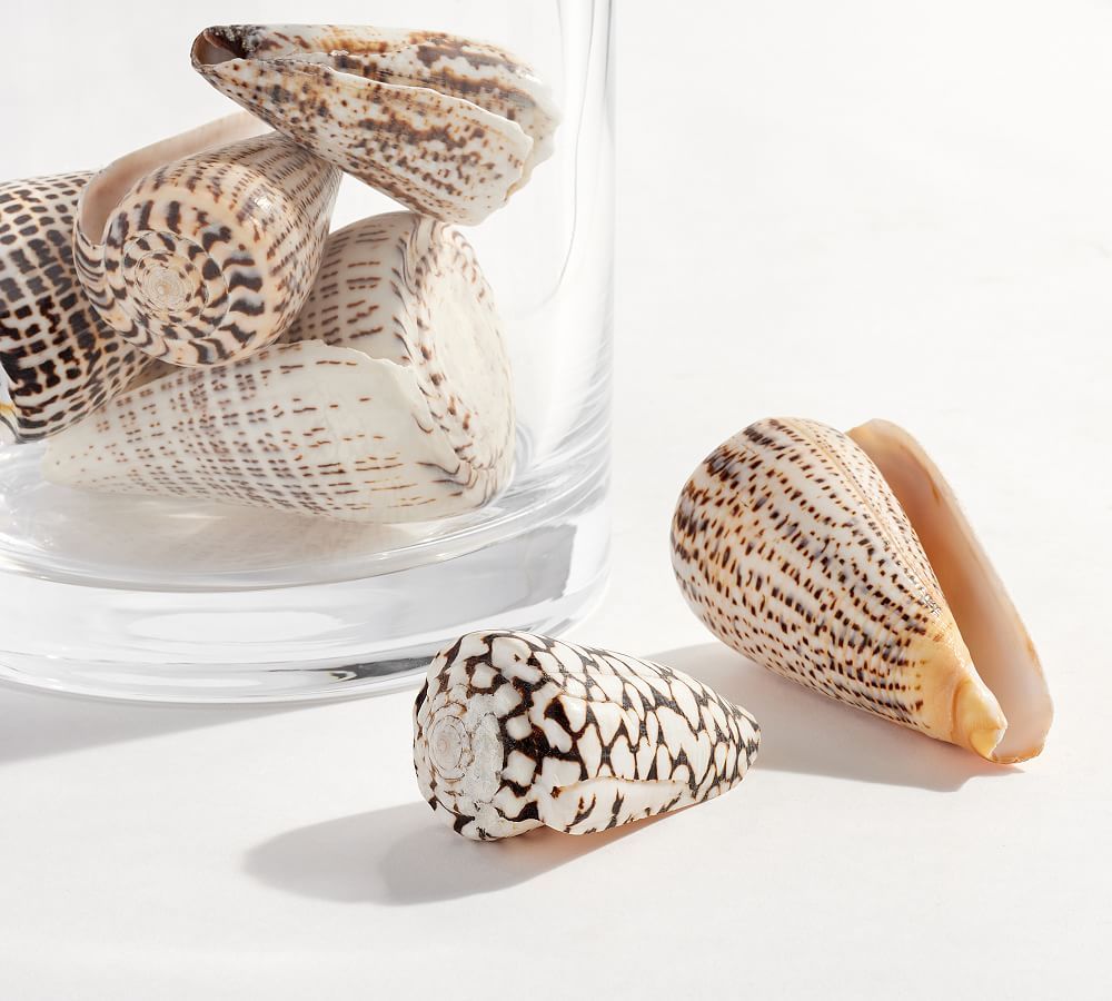 Spotted Conch Shells Vase Filler | Pottery Barn (US)