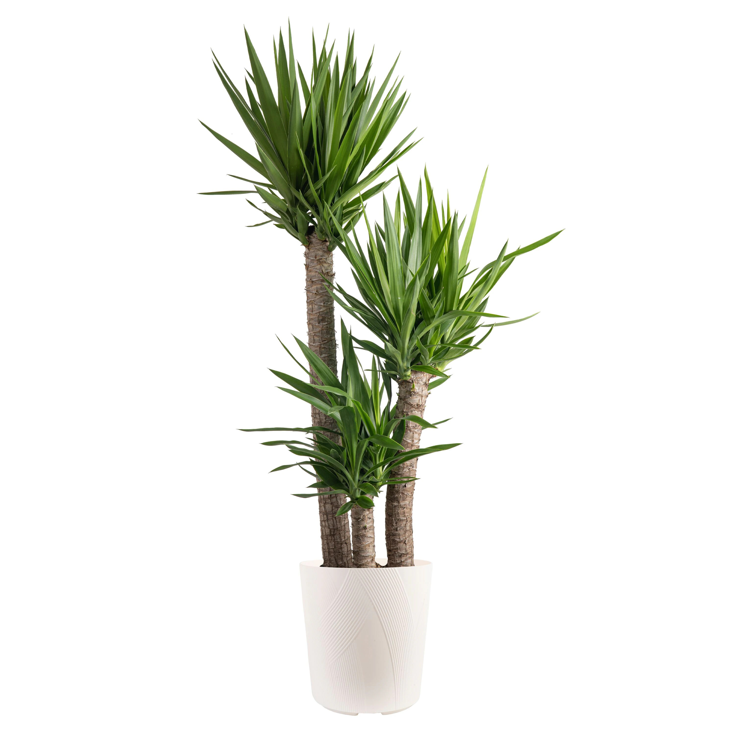 Lowe's Yucca House plant in 1.72 Gallon(s) Pot 1 -Pack | YUC1 | Lowe's