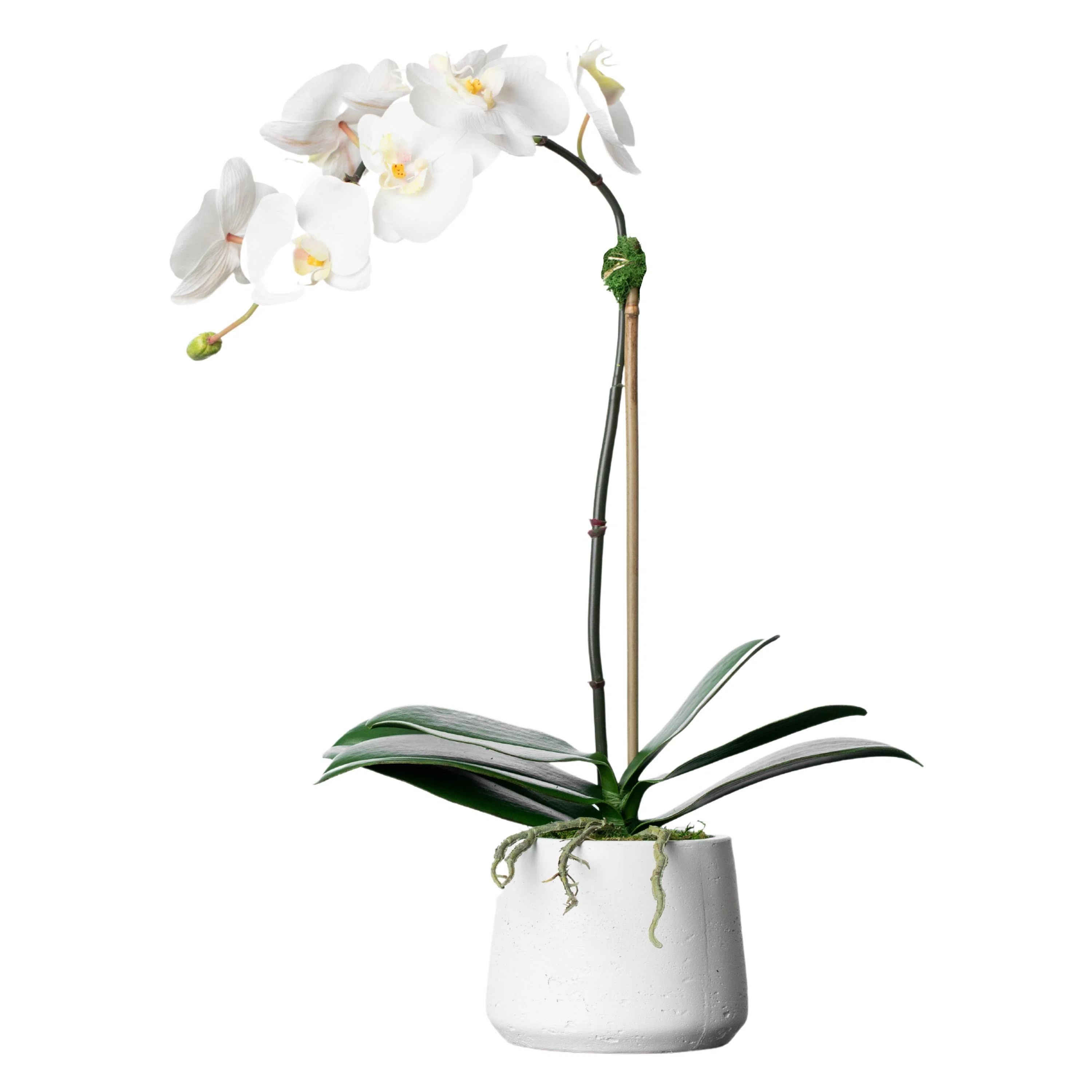 Silk Orchid Arrangement | Wayfair North America