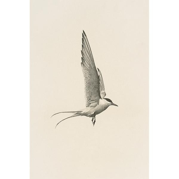 FLIGHT | Juniper Print Shop