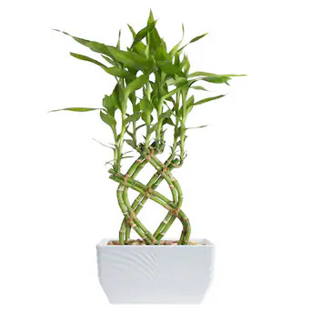Costa Farms Specialty Lucky Bamboo House plant in 14 Ounce(s) Planter 1 -Pack Lowes.com | Lowe's