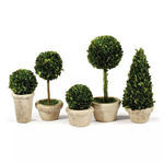 Boxwood Topiaries In Pots | Scout & Nimble