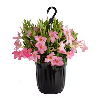 Costa Farms Mandevilla Grower's Choice Color in 10-in Pot | Lowe's