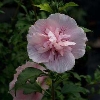 4.5 in. Qt. Pink Chiffon Rose of Sharon (Hibiscus) Live Shrub, Light Pink Flowers | The Home Depot