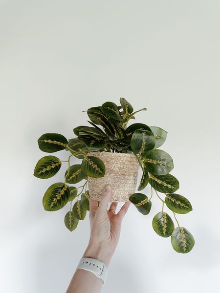 One of the best affordable faux plants I’ve seen. Tagged a bunch of others that are different varieties and sizes too. 

Faux plants, faux trees, target home, home decor, plant decor, shelf decor

#LTKhome