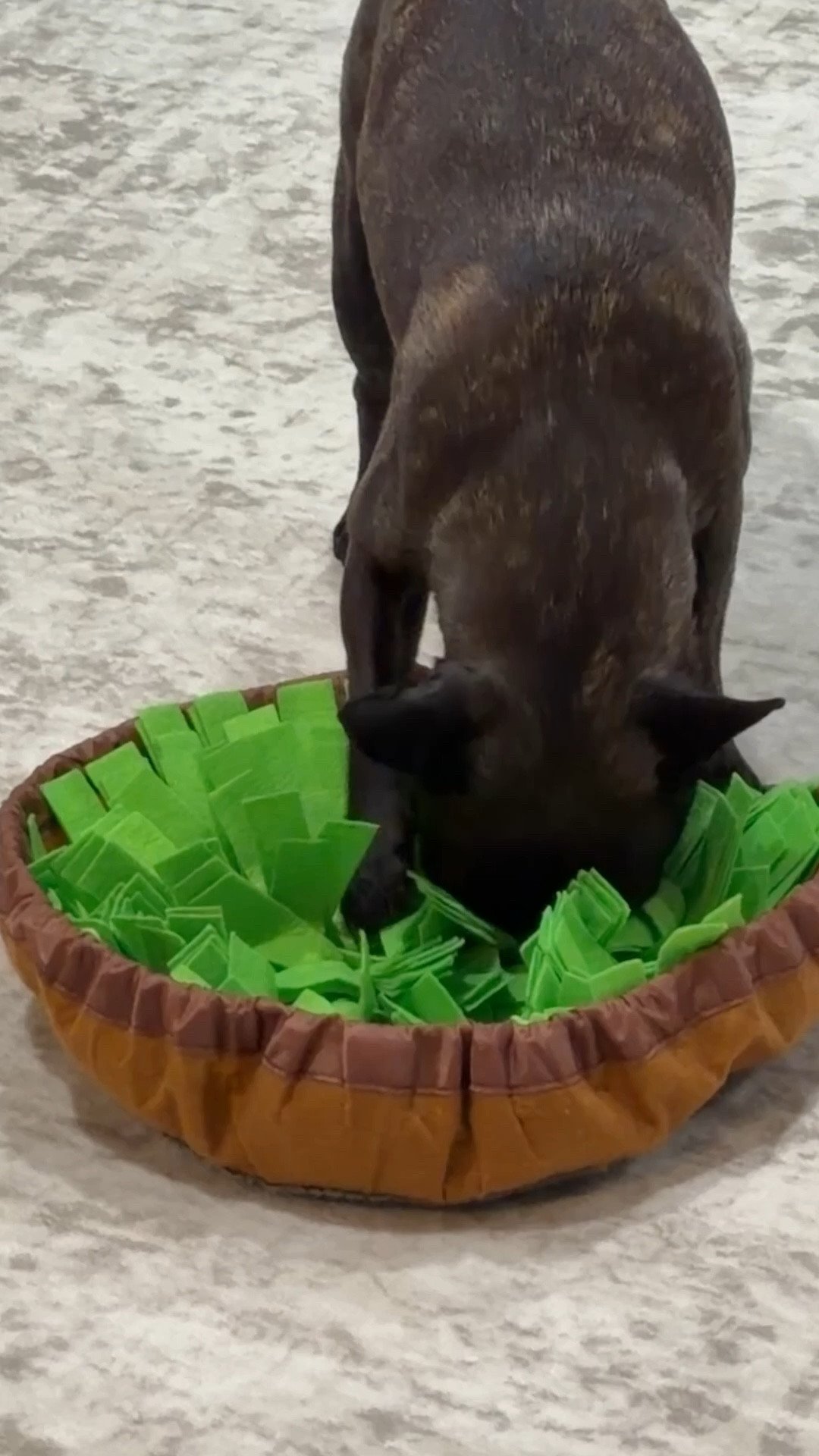 You guys loved the dog products I shared and have been asking a lot of questions about what we recommend. Probably because it’s obvious I’m a full helicopter dog mom. One thing I swear by is enrichment activities. We try to give Riley some kind of puzzle, snuffle mat, or brain game every week. Mental stimulation is just as important for dogs as physical exercise and it keeps them happy! 

#LTKvlog #LTKSaleAlert #LTKSpringSale