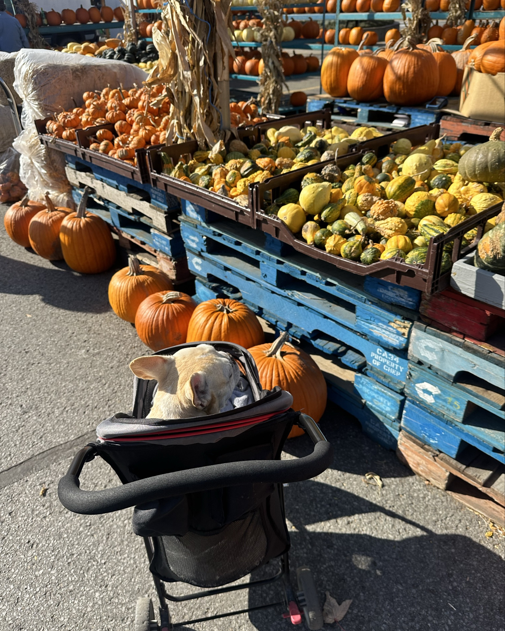 Halloween time with my Sadie baby! The market is so much easier when I have her in her stroller. Highly recommend for small older dogs 🦮🐶🐾

#LTKfamily #LTKcanada #LTKautumn
