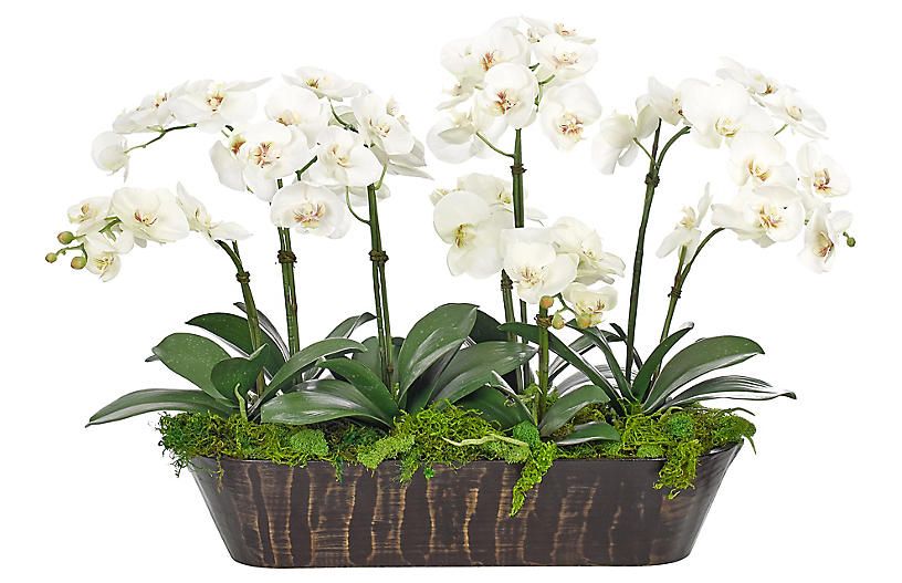 32" Orchid in Wood Trough, Faux | One Kings Lane