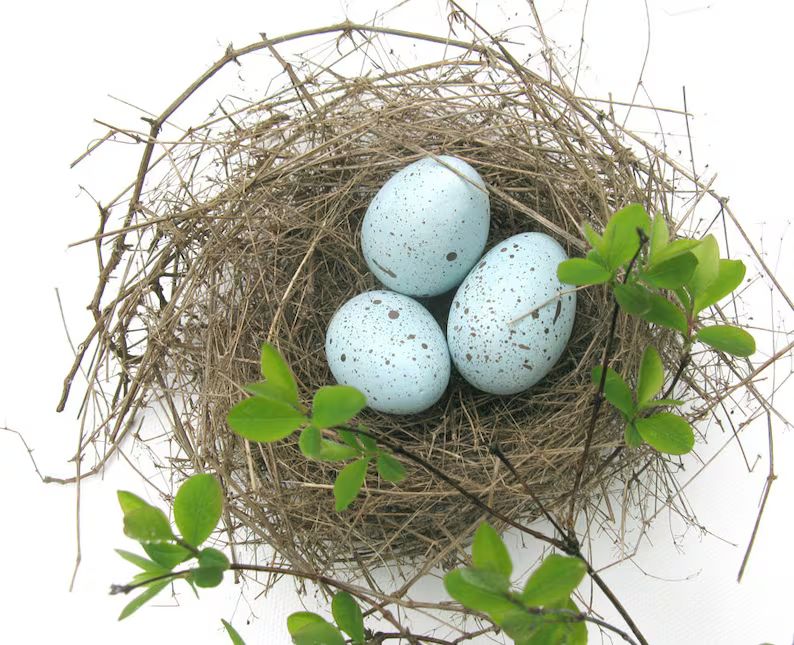 Robin Eggs Bird Eggs Spring Decor | Etsy | Etsy (US)