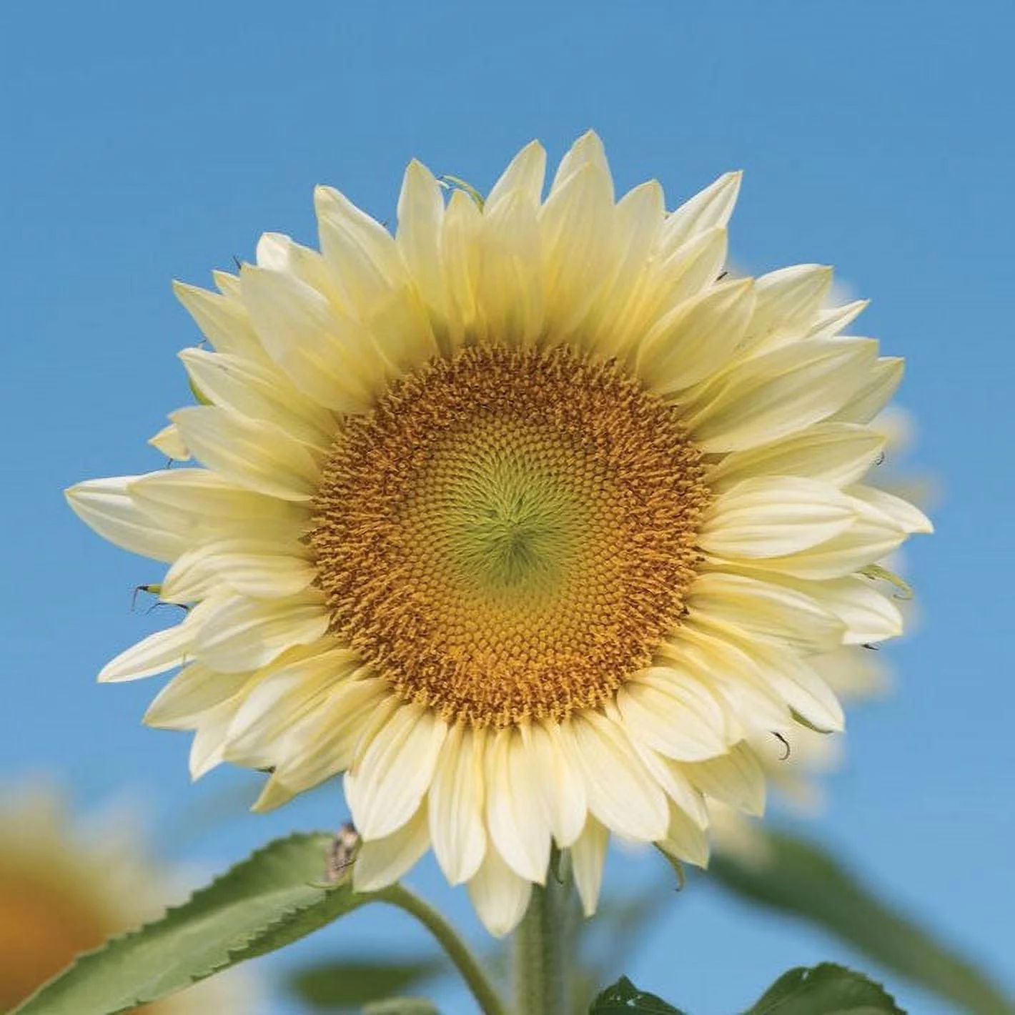 Sunflower Seeds - ProCut White Lite - Packet - Yellow Flower Seeds,  Hybrid Seed  Attracts Bees, ... | Walmart (US)