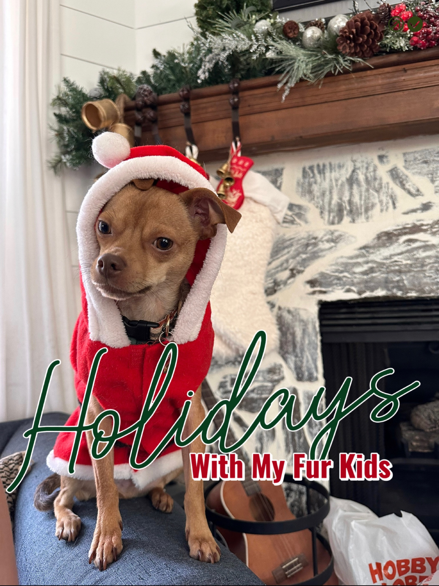Holiday outfits for your fur kids 

#LTKSeasonal #LTKfamily #LTKHoliday