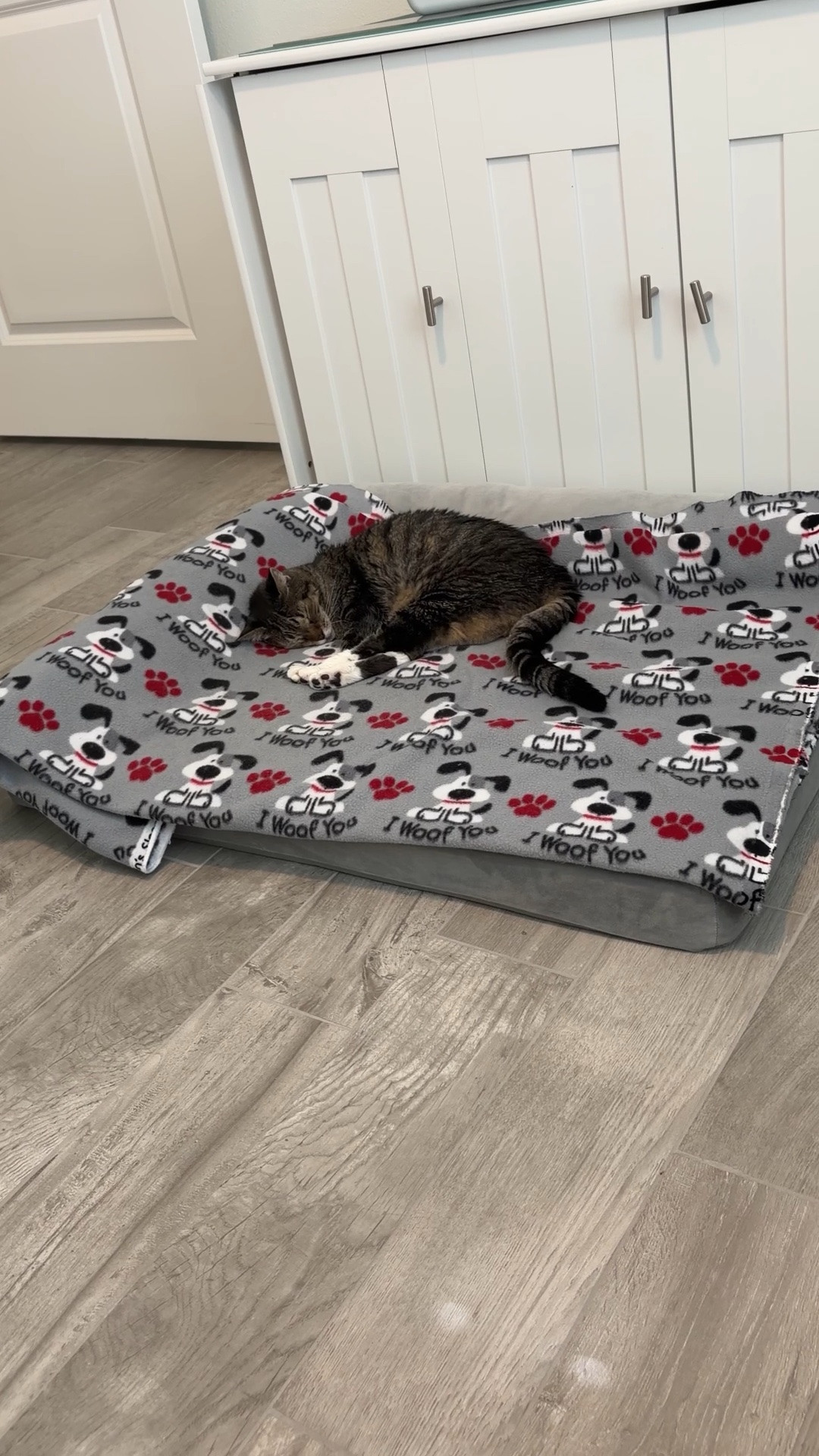 Murph is a afraid of thunderstorms and Quinn could care less. 

Cat bed and dog bed

#LTKstorytime #LTKHome