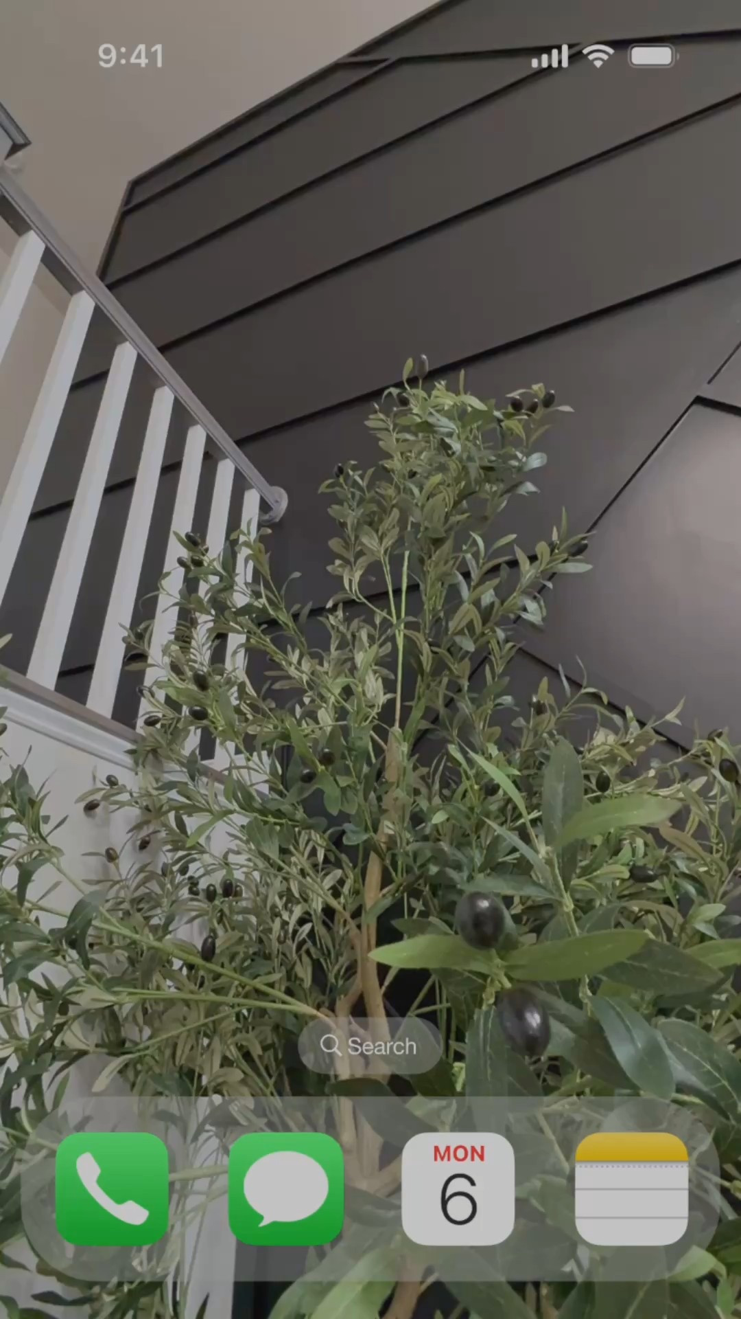 Say hello to my 10ft Olive Tree😍

#LTKSeasonal #LTKHome