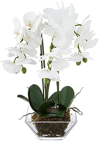 Nearly Natural 4570 Triple Phalaenopsis Orchid in Glass Vase,Green/White | Amazon (US)