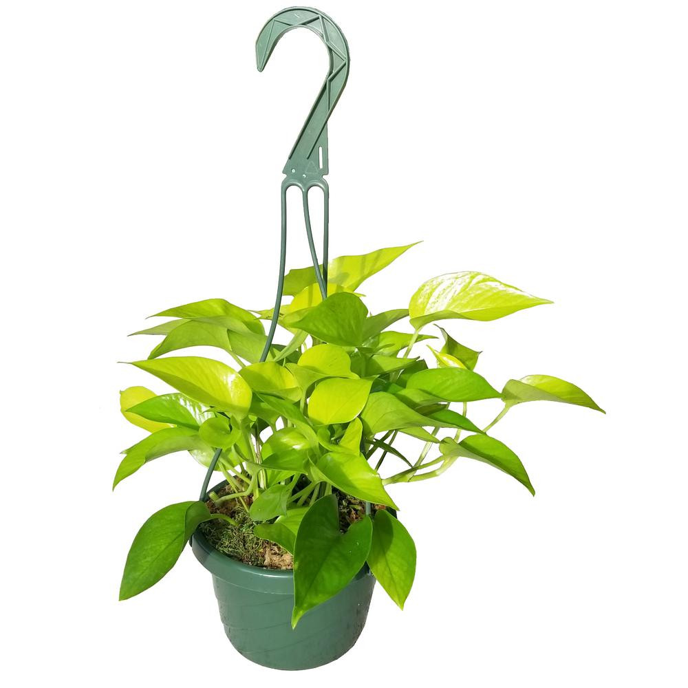 EVERGRACE INC Neon Pothos Plant in 6 in. Hanging Basket | The Home Depot