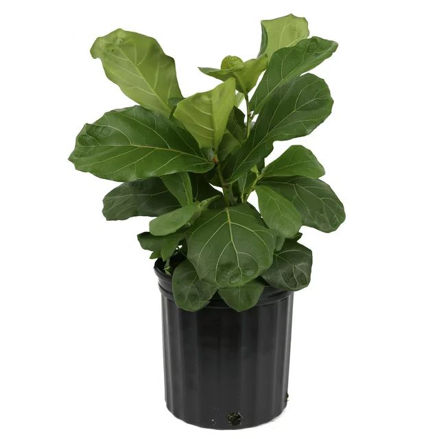 Costa Farms Live Indoor 22in. Tall Green Fiddle Leaf Fig; Bright, Indirect Sunlight Plant in 10in... | Walmart (US)