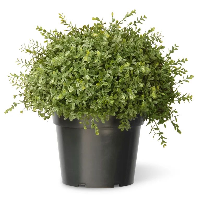 Tea Leaf Mini Ball Desk Top Plant in Pot | Wayfair Professional