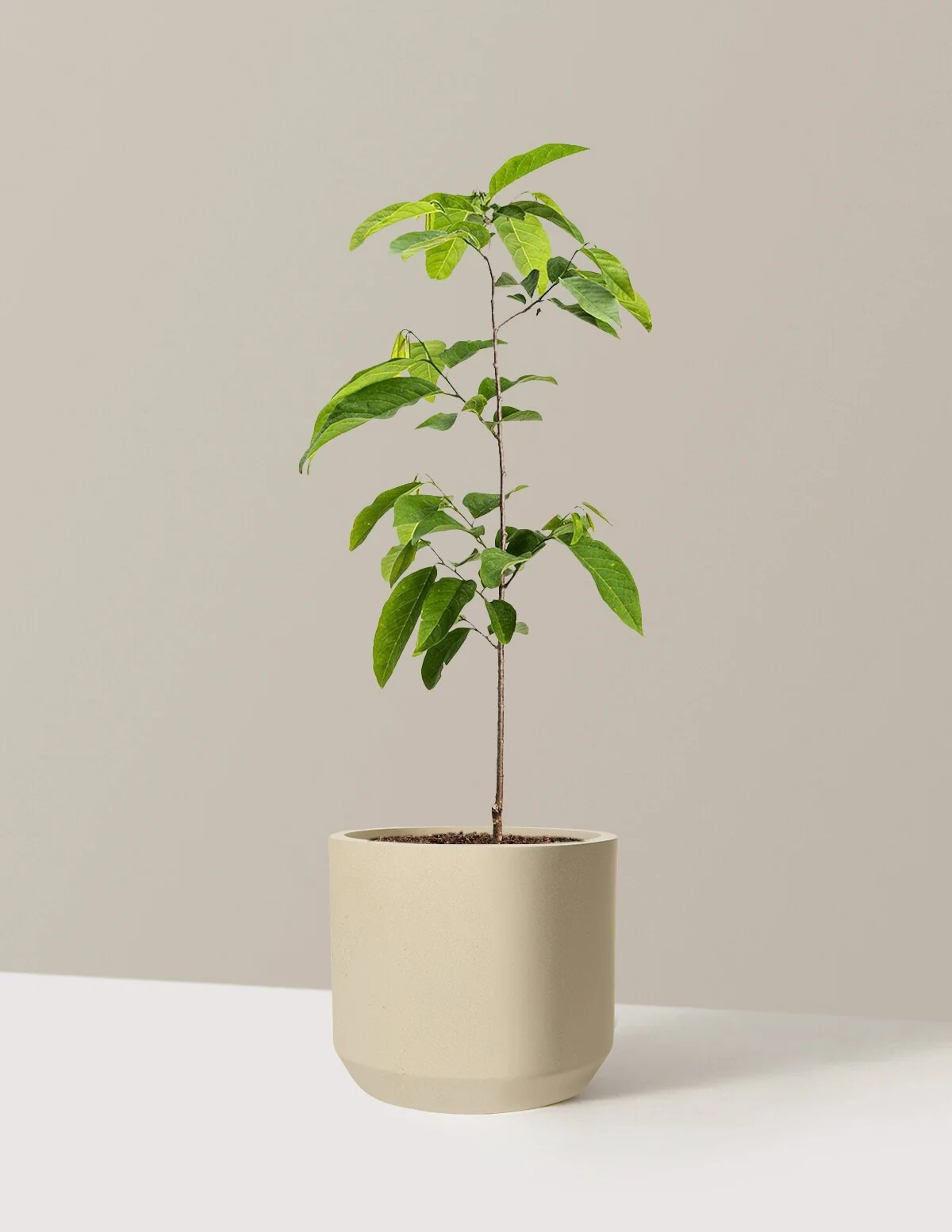 Sugar Apple Tree | The Sill