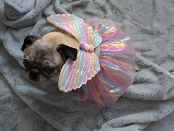 MEDIUM Fairy angel butterfly dog pet costume, wings and tutu | Etsy (US)