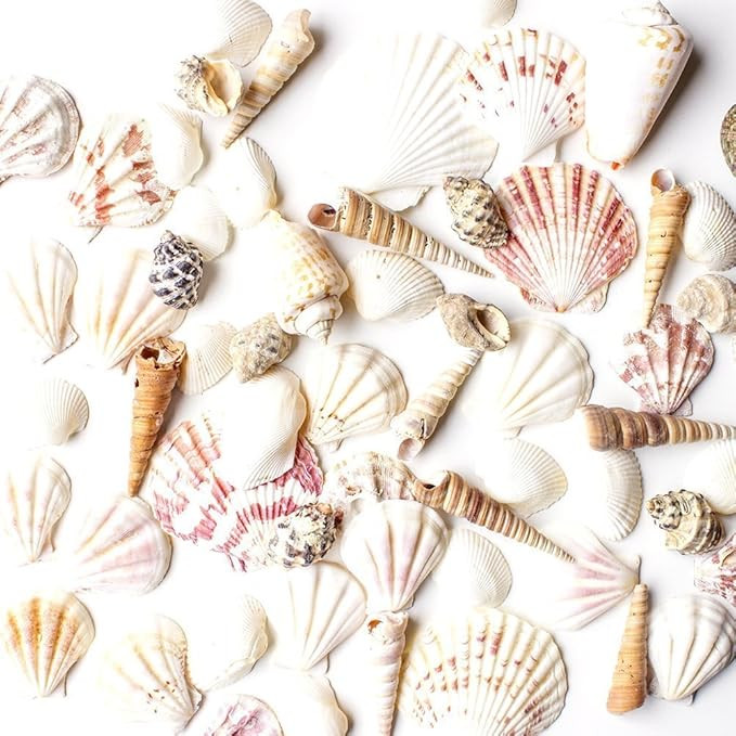 Super Z Outlet Sea Shells Mixed Beach Seashells - Various Sizes up to 2" Shells -Bag of Approx. 5... | Amazon (US)
