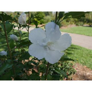 1 Gal. White Pillar Rose of Sharon (Hibiscus) Live Shrub with White Flowers | The Home Depot
