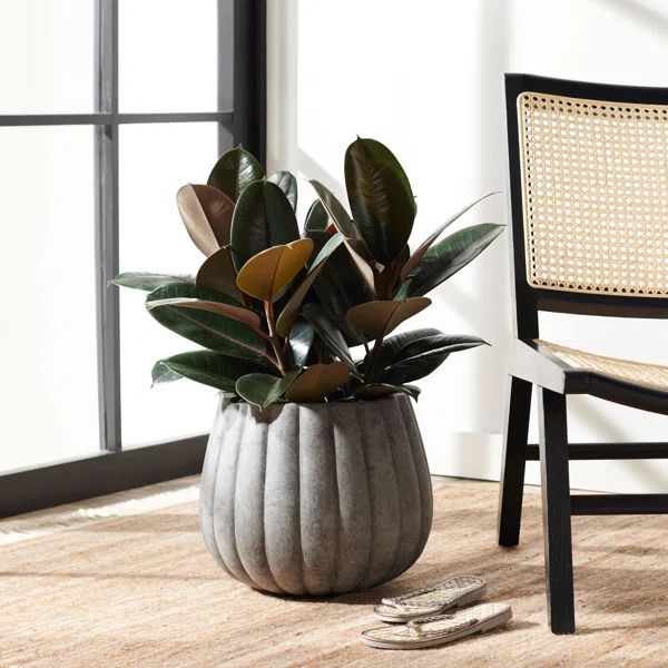 Prussia Concrete Pot Planter | Wayfair North America