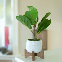 George Oliver 8'' Artificial Fiddle Leaf Fig Tree in Pot | Wayfair | Wayfair North America
