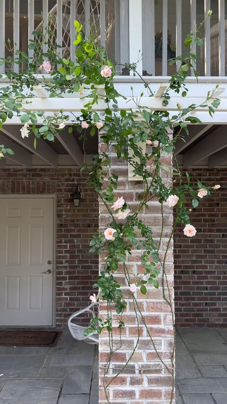 How we saved and creating our own pergola/arbor for our roses in the garden! Comment PERGOLA and I’ll send you all items used here ✨. We winged this as we went and have received so many questions for a tutorial. This is highly dependent on your home so adjust accordingly!

1- Attached PVC corbels to the brick using brick screws.
2- Insert 2x2 lumber into hollow 4x4 fence posts (for extra support) then attach them to the corbels. We put one line closer to the house and one at the end of the corbel.
3- Attach 1x2 vinyl slats in the opposite direction, approximately 20” apart.

Again, this is not a sophisticated DIY but I say just go for it! Create the pergola of your dreams for your climbing plants 🌱.



#LTKSeasonal #LTKVideo #LTKHome