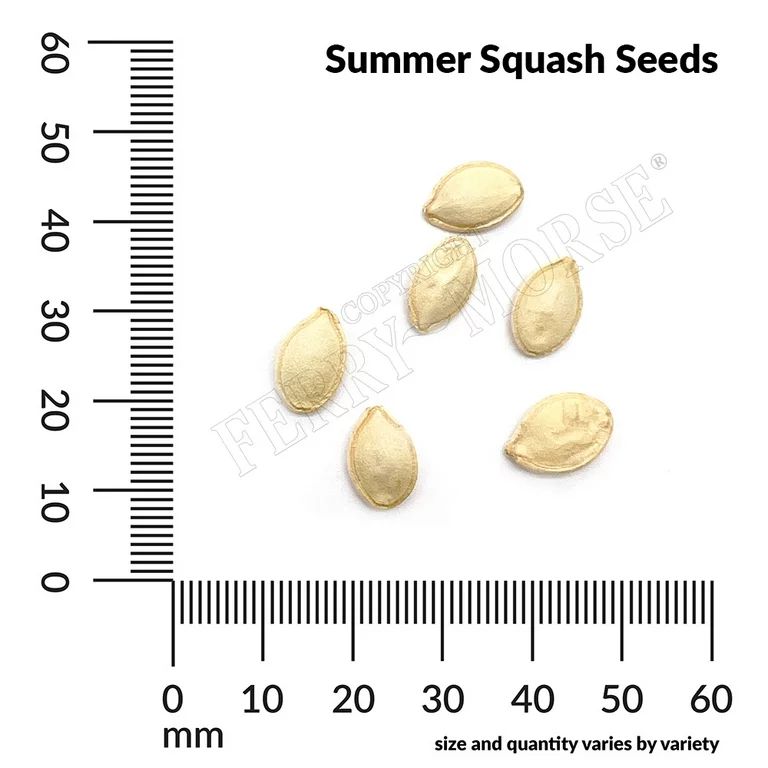 Ferry-Morse Organic 2400MG Squash Black Beauty Zucchini Vegetable Plant Seeds Full Sun | Walmart (US)