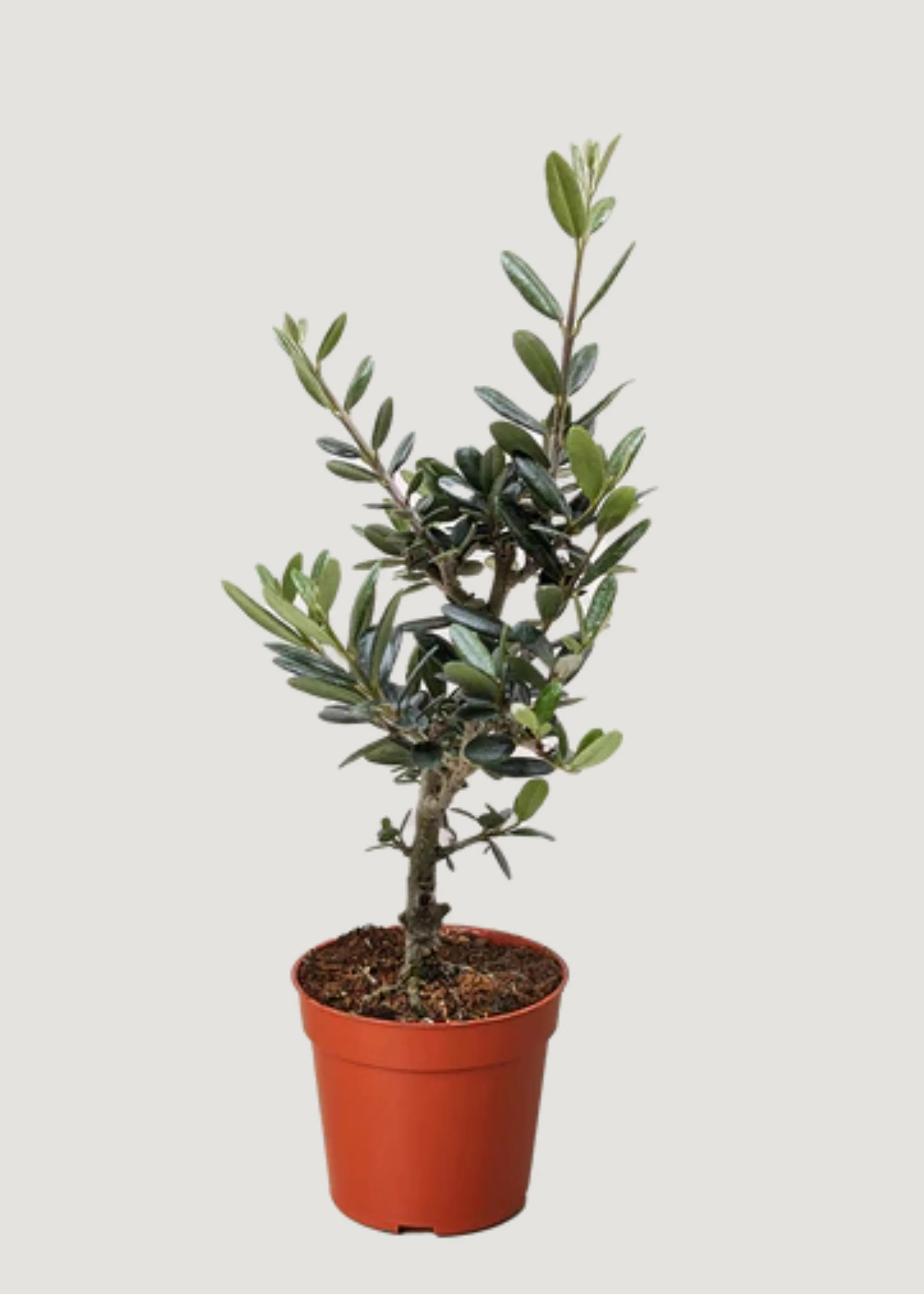 LIVE Common Olive Tree Plant in 6" Pot | Afloral