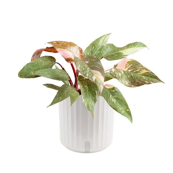 Costa Farms Live Indoor Multi-color Pink Princess Philodendron plant in self-watering 6in pot | Walmart (US)
