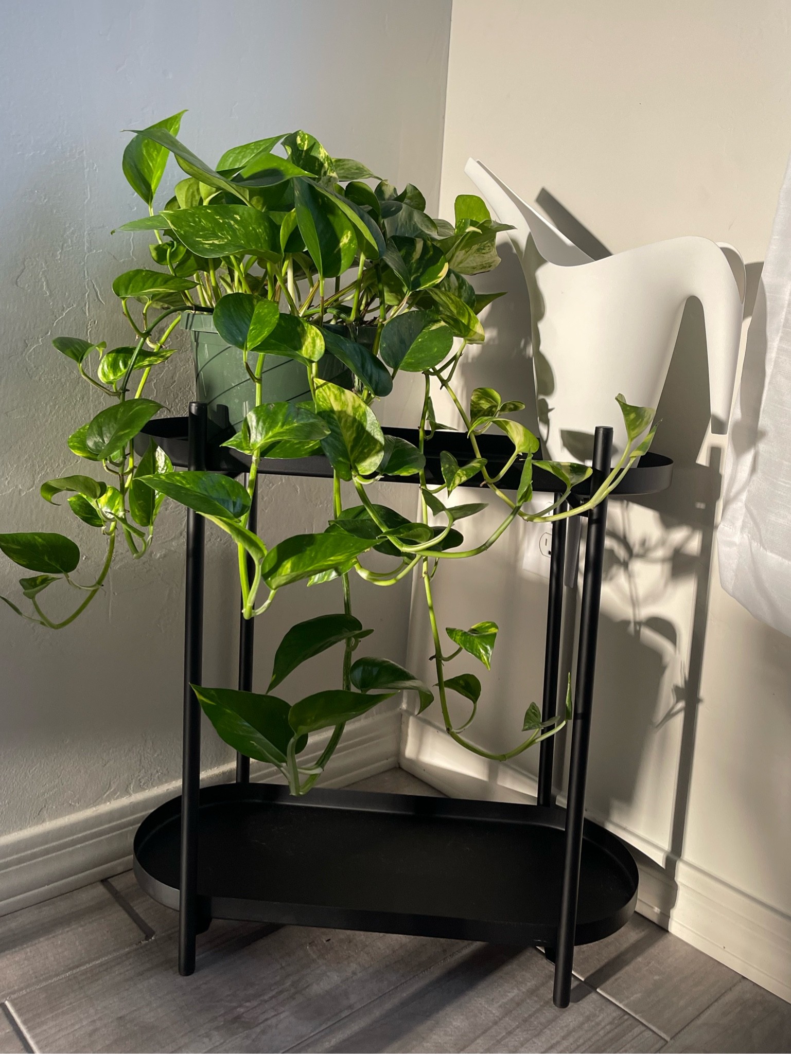 my new favorite plant stand

#LTKhome
